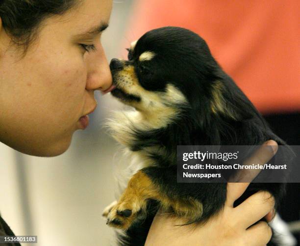 Jimena Cantu, gets a lick on the nose from "Rapido", a long coat chihuahua as Cantu is grooming "Rapido". Both the dog and the groomer are from Nuevo...