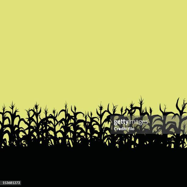 illustrazioni stock, clip art, cartoni animati e icone di tendenza di cornfield - pannocchia