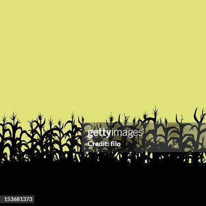 Cornfield Cornfield