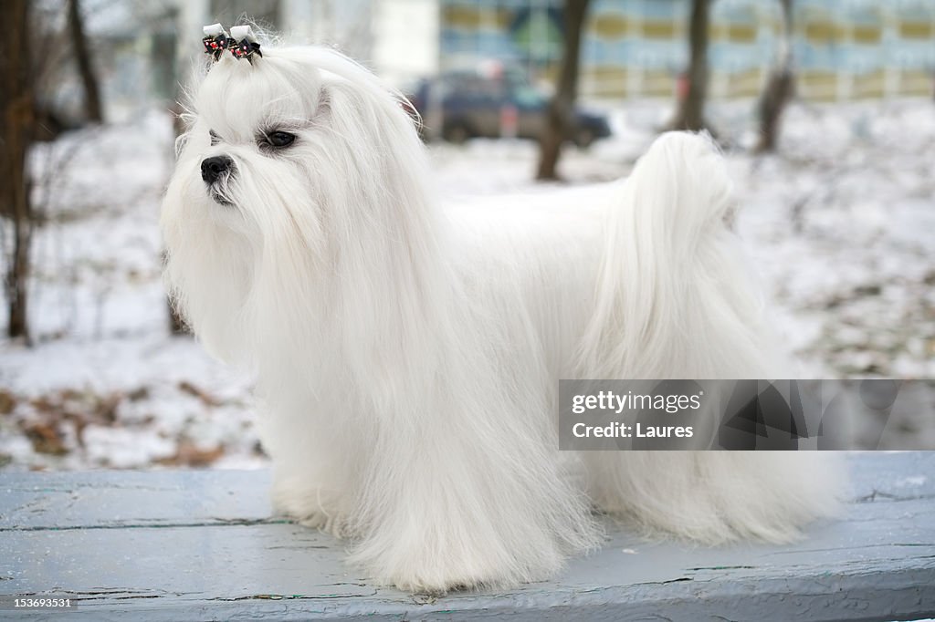 Cão maltês