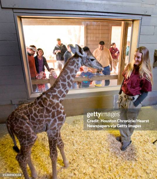 Hoofstock keeper Kelli Barron works with a baby giraffe as zoo goers watch through a window. The giraffe was born at the Houston Zoo at 6:30 a.m....