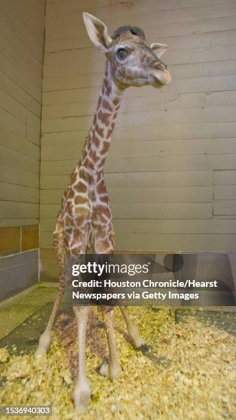 Giraffe was born at the Houston Zoo at 6:30 a.m. Jan. 30. The baby giraffe is a boy and was 5'9" and weighed 110 lbs. According to Kelli Barron,...