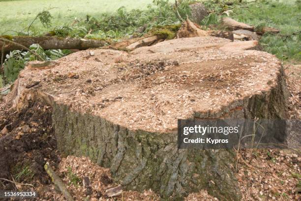 cut tree stump after it blew over during storm - stronk stockfoto's en -beelden