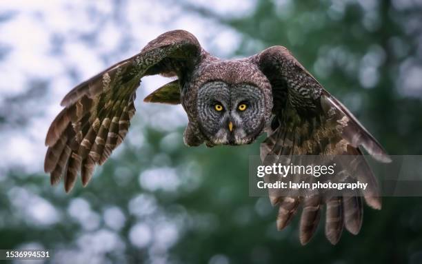 great gray owl flying towards me - roofvogel stockfoto's en -beelden