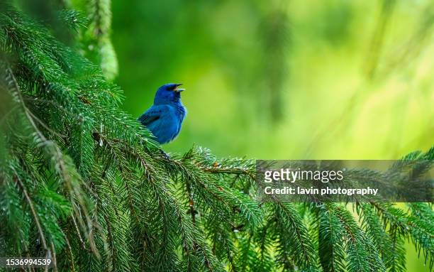 indigo bunting on a branch - indigo bunting stock pictures, royalty-free photos & images