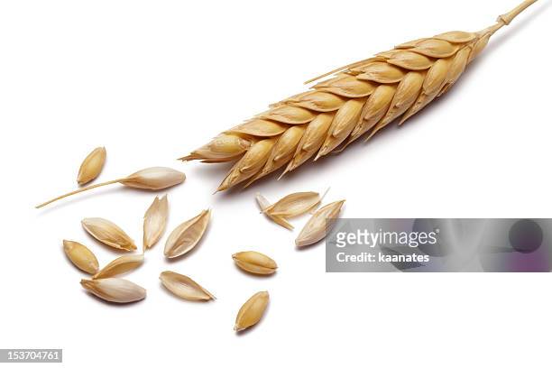 di grano - cereal plant foto e immagini stock