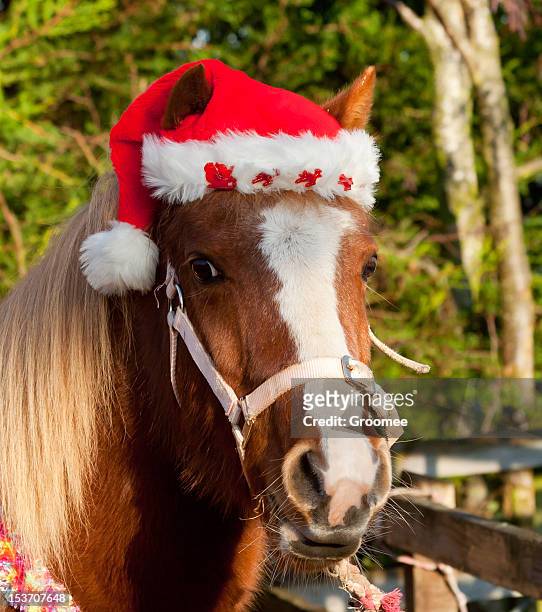 pretty pony in santa hat for christmas - pony paard stockfoto's en -beelden