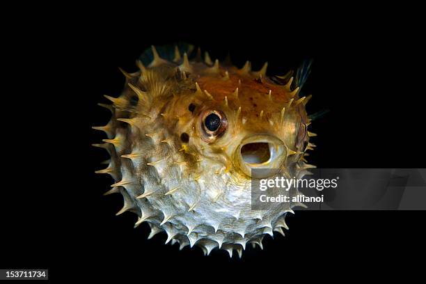 tropical salt water fish striped burrfish - puffer fish stock pictures, royalty-free photos & images