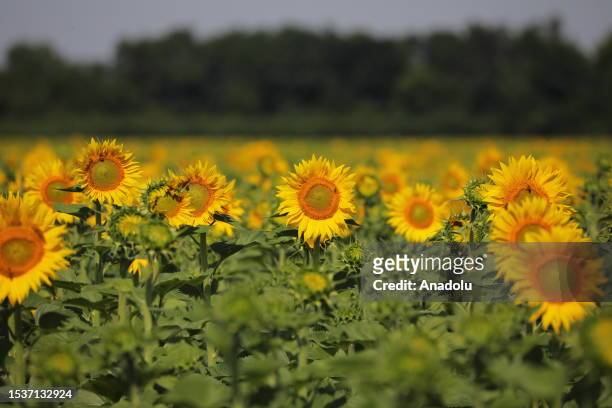 Sunflower field is seen as Ukrainian artillery division supports soldiers in a counteroffensive on the Zaporizhzhya frontline with M777 in...