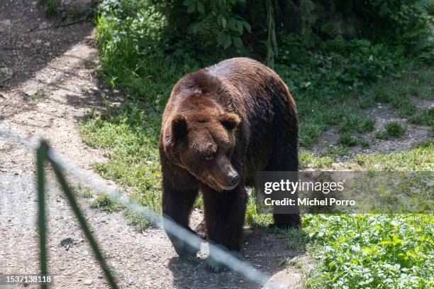 Carpathian Mountain bear named Bruno, saved from captivity at a circus in 2013, lives in an enclosure and is taken care of at the San Romedio...