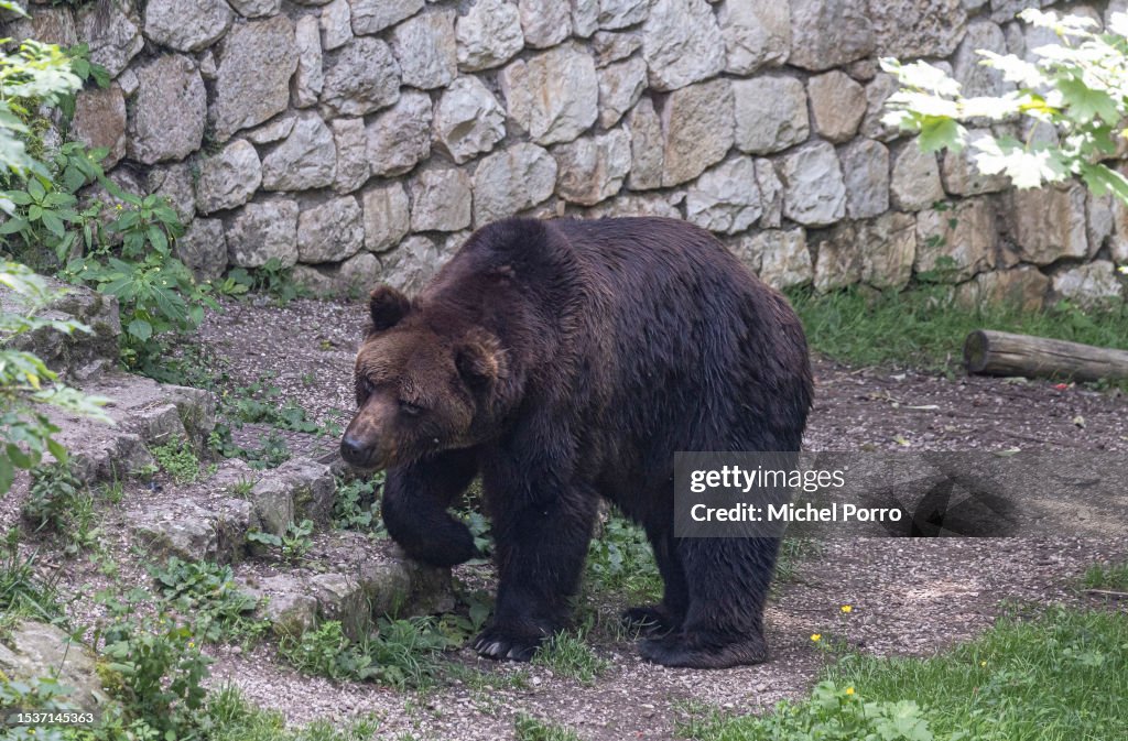 San Romedio Sanctuary; Italy's Destination For Bears, Pilgrims And Ukrainian Monks