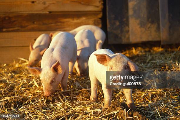 piglets - pig snout stock pictures, royalty-free photos & images
