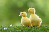 duckling four