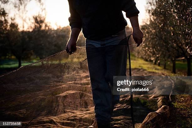 peasant with nets during olives harvesting - olive tree hand stock pictures, royalty-free photos & images