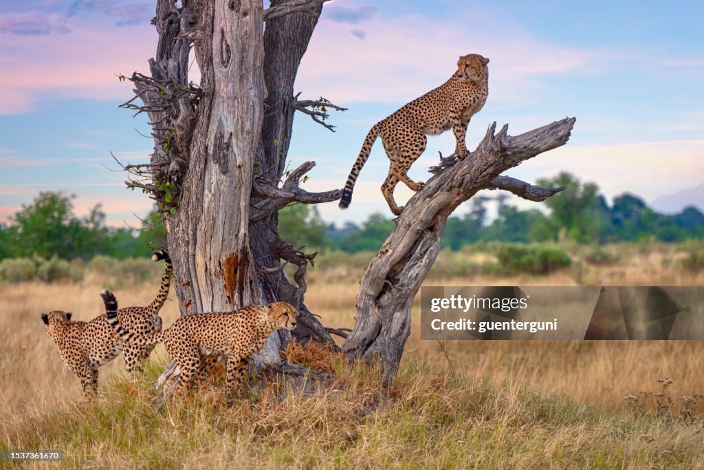 Drei männliche Geparden an einem toten Baum (Acinonyx jubatus)