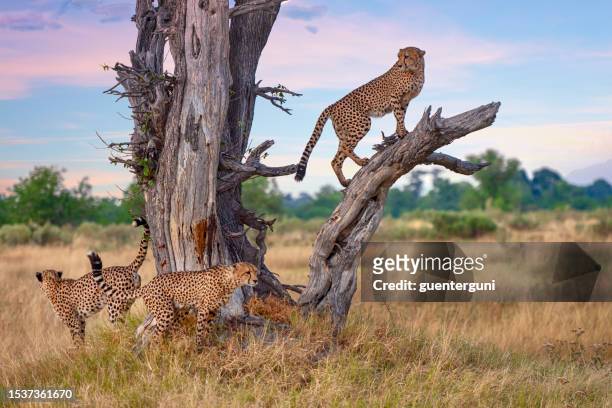 tres guepardos machos en un árbol muerto (acinonyx jubatus) - grupo pequeño de animales fotografías e imágenes de stock