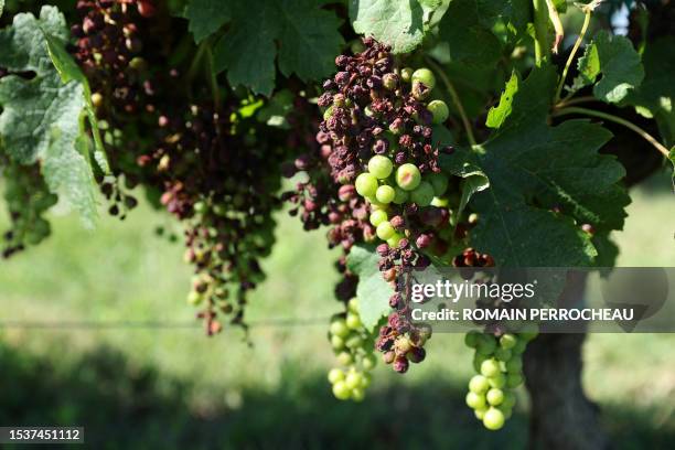 This photograph taken on July 13 shows grapes hanging from a vine affected by mildew, in Targon, south-west France.