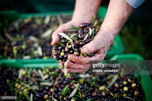 mani piene di ulivi durante la raccolta - raccogliere frutta foto e immagini stock