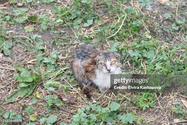 homeless sick cat with inflamed eyes and fur, copy space - hordeolum stockfoto's en -beelden