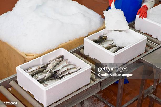 tiefkühlfisch - fisch eis stock-fotos und bilder