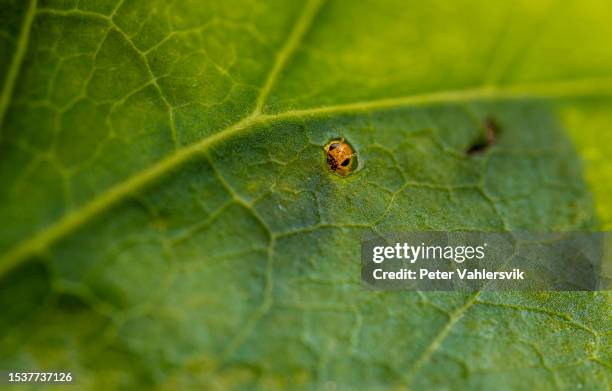 peekaboo de pulgón - magnificación fotografías e imágenes de stock