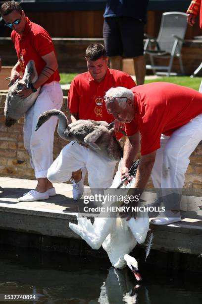 Swan and cygnets are released after being measured and checked during the annual Swan Upping on the River Thames in Staines, west of London, on July...