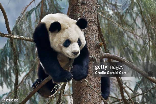 giant panda; ailuropoda melanoleuca; china. family ursidae. climbing a tree. - pandya stock pictures, royalty-free photos & images