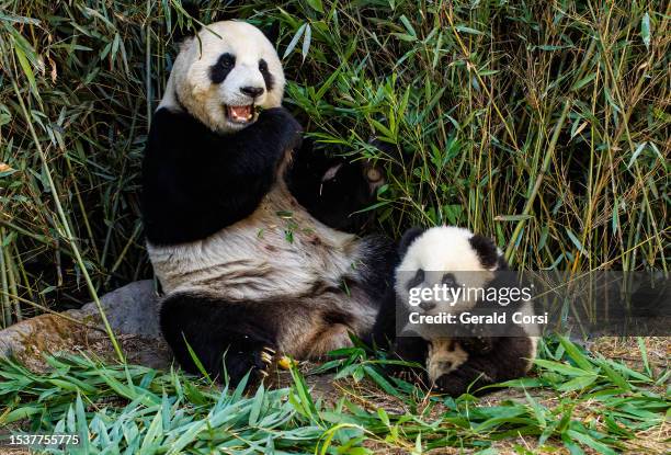 großer panda; ailuropoda melanoleuca; china. familie ursidae. mutter und junges. - großer panda stock-fotos und bilder