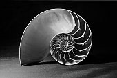 Black and white nautilus shell with geometric pattern