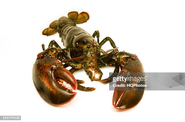 472 Animated Lobster Photos and Premium High Res Pictures - Getty Images
