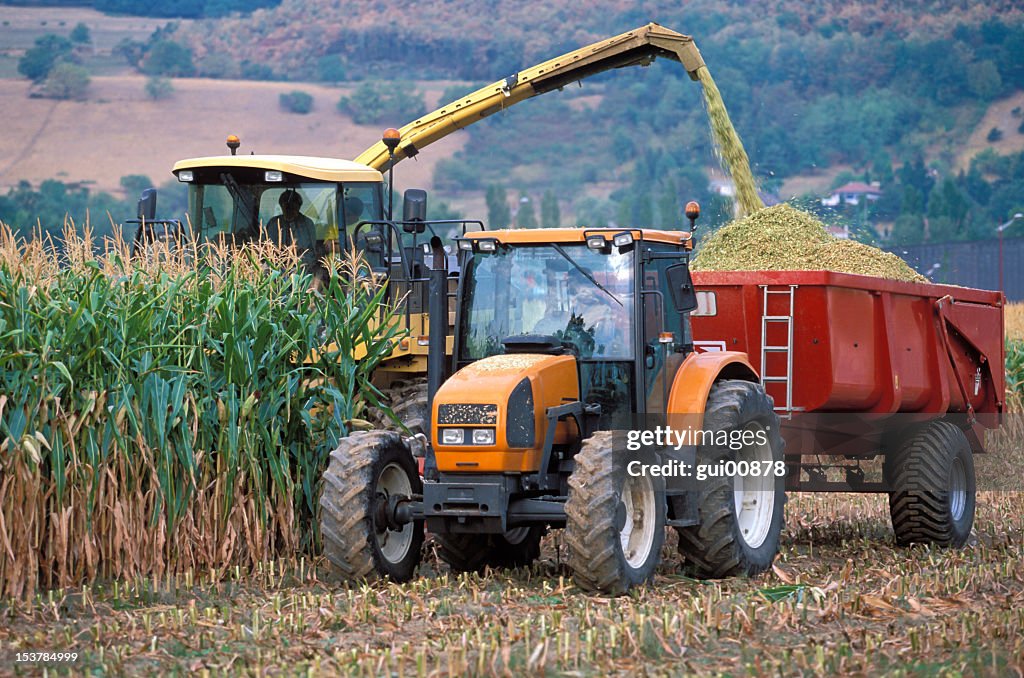 Machine harvesting corn on the field