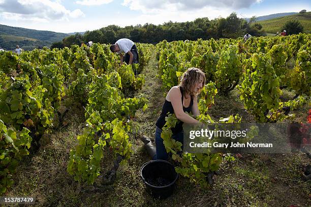 young people harvesting grapes in france - ボージョレーヌーボー ストックフォトと画像
