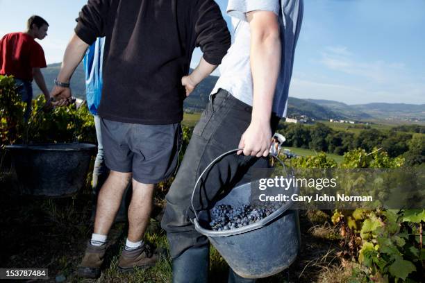 young people harvesting grapes in france - beaujolais nouveau stock pictures, royalty-free photos & images