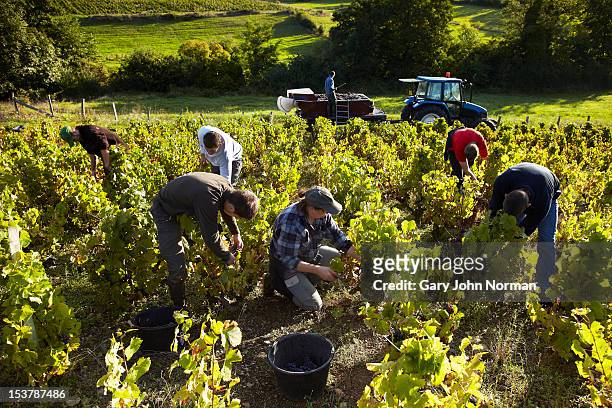 young people harvesting grapes in france - fluss rhône rhône alpes stock-fotos und bilder