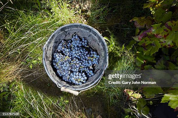 grapes in a bucket - ボージョレーヌーボー ストックフォトと画像