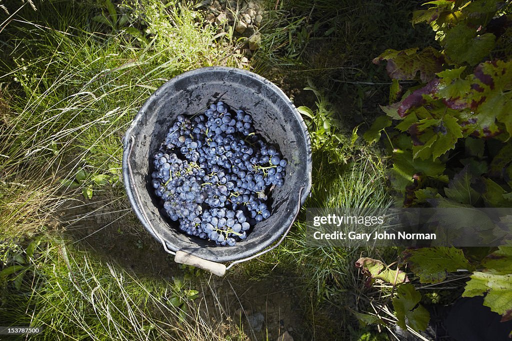 Grapes in a bucket