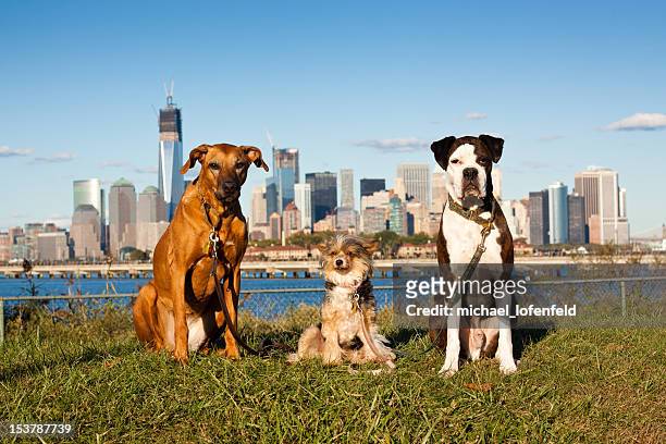 Hund Pack Sie auf Manhattan