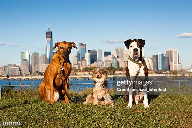 Dog Pack taking on Manhattan