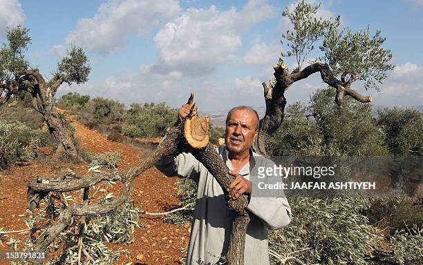 Palestinian farmer from the village of Qaryut inspects the remains of his olive trees on October 9 after after they were uprooted overnight, near the...