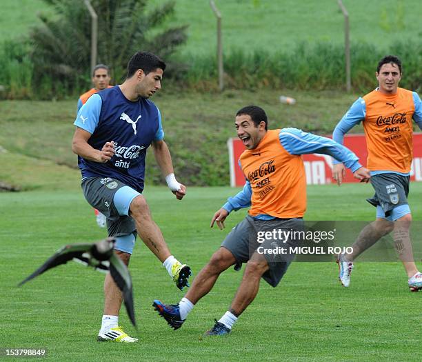 Uruguay's Luis Suarez and Walter Gargano during a training session on October 09, 2012 at the Uruguayan Football Association's sports complex in the...