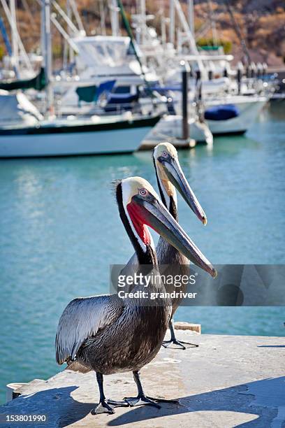 pelicans - mississippi v florida stockfoto's en -beelden