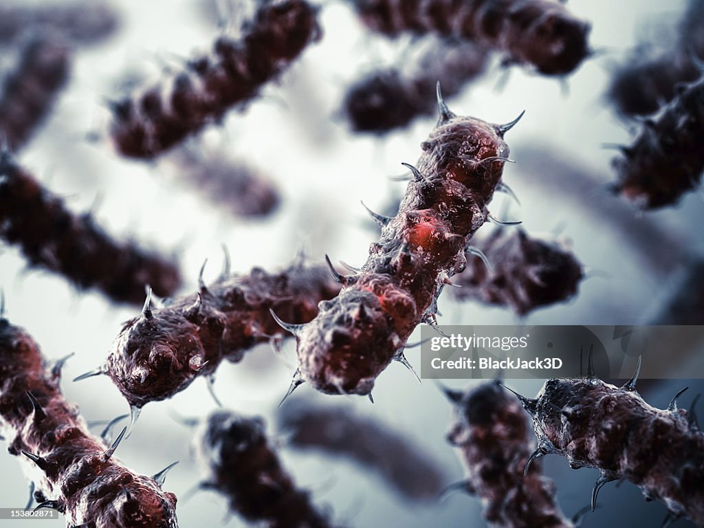 Bacteria