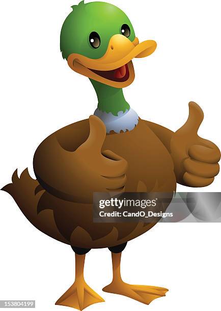 mallard duck: 2 thumbs up! - mallard stock illustrations