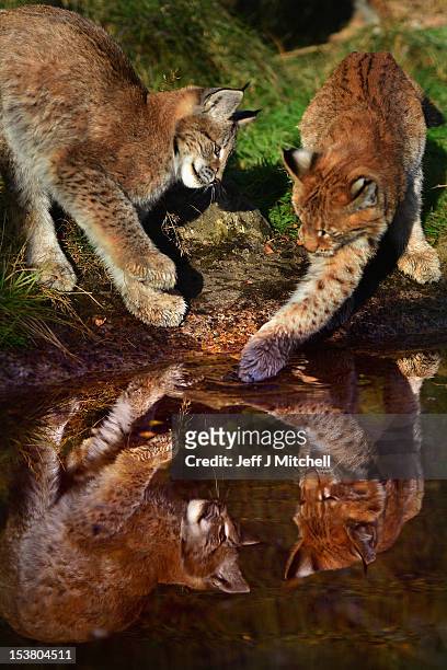 Northern Lynx kittens, explore their enclosure at the Highland Wildlife park on October 9, 2012 in Kingussie, Scotland. The feline twins are believed...