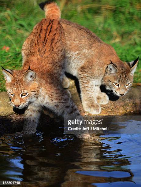Northern Lynx kittens explore their enclosure at the Highland Wildlife park on October 9, 2012 in Kingussie, Scotland. The feline twins are believed...
