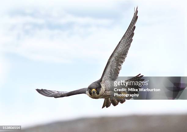 peregrine falcon - habichtartige stock-fotos und bilder