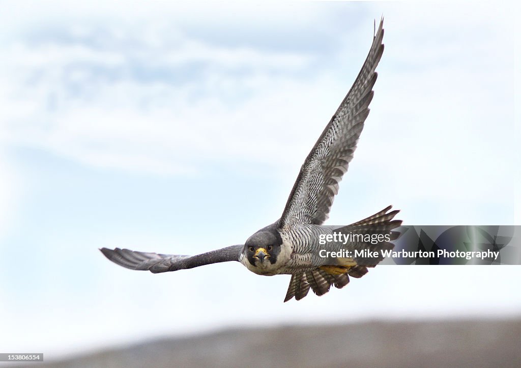 Peregrine Falcon