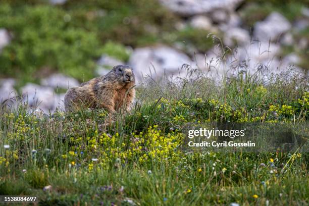 alpine marmot (marmota marmota) - nebelhorn bildbanksfoton och bilder