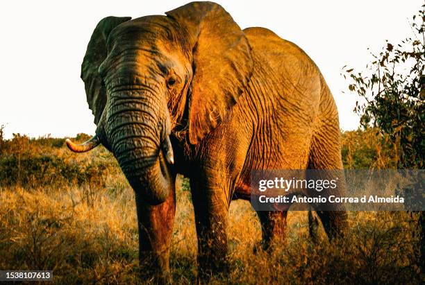 a elephant  standing on grassy field on hlane national park, in swaziland - leo correa stock pictures, royalty-free photos & images