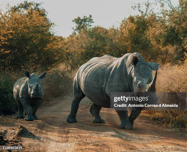a rhino standing on hlane national park, in swaziland - rhinoceros stock pictures, royalty-free photos & images